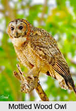 Mottled wood owl, Indian Bird