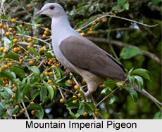 Mountain Imperial Pigeon, Indian Bird
