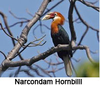 Narcondam Hornbill, Indian Bird