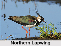 Northern Lapwing, Indian Bird