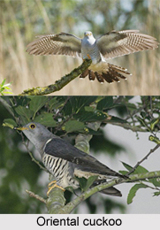 Oriental Cuckoo, Indian Bird