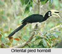 Oriental Pied Hornbill, Indian Bird