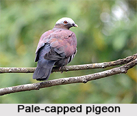 Pale-Capped Pigeon, Indian Bird