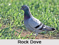 Rock Dove, Indian Bird