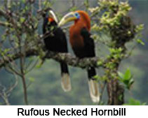 Rufous-Necked Hornbill, Indian Bird