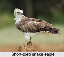 Short-Toed Snake Eagle, Indian Bird