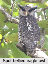 Spot-Bellied Eagle-Owl, Indian Bird