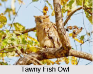 Tawny Fish Owl, Indian Bird