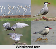 Whiskered Tern, Indian Bird