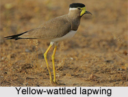 Yellow-Wattled Lapwing, Indian Bird