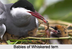 Whiskered Tern, Indian Bird