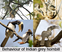 Indian Grey Hornbill, Indian Bird