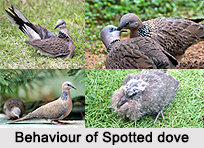 Spotted Dove, Indian Bird