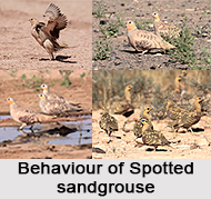 Spotted Sandgrouse, Indian Bird