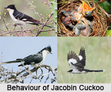 Jacobin Cuckoo, Indian Bird
