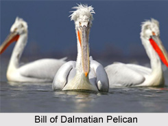 Dalmatian Pelican, Indian Bird