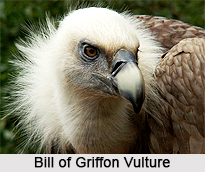 Griffon Vulture, Indian Bird