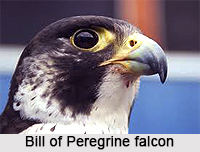 Peregrine falcon, Indian Bird