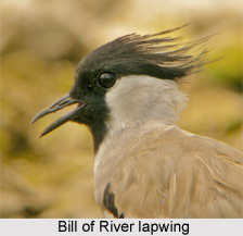 River Lapwing, Indian Bird