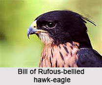 Rufous-Bellied Hawk-Eagle, Indian Bird