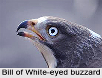 White-Eyed Buzzard, Indian Bird