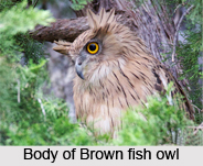Brown Fish Owl, Indian Bird
