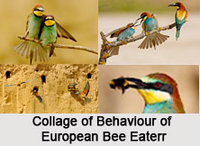 European Bee-Eater, Indian Bird