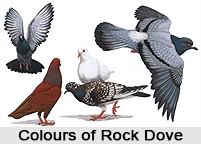 Rock Dove, Indian Bird