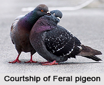 Feral Pigeon, Indian Bird