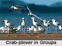 Crab-Plover, Indian Bird