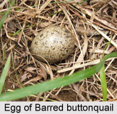 Barred Buttonquail, Indian Bird