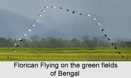 Bengal florican, Indian Bird