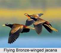 Bronze-Winged Jacana, Indian Bird