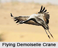 Demoiselle Crane, Indian Bird