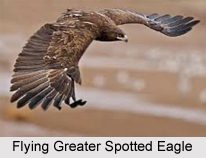 Greater spotted eagle, Indian Bird