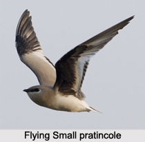 Small Pratincole, Indian Bird