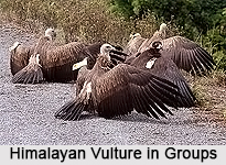 Himalayan Vulture, Indian Bird