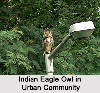 Indian Eagle-Owl, Indian Bird