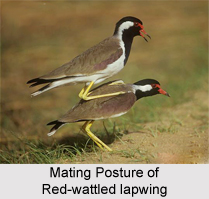 Red-Wattled Lapwing, Indian Bird