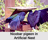 Nicobar Pigeon, Indian Bird