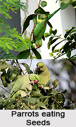 Indian Parrot, Indian Bird