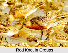 Red Knot, Indian Bird