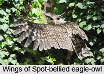 Spot-Bellied Eagle-Owl, Indian Bird