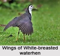 White-Breasted Water Hen, Indian Bird