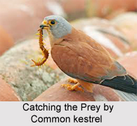 Common Kestrel, Indian Bird