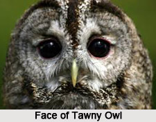 Tawny Owl, Indian Bird