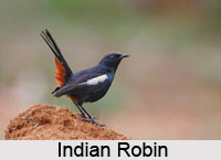 Indian Birds
