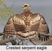 Crested Serpent Eagle, Indian Bird