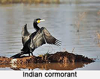Indian Cormorant, Indian Bird
