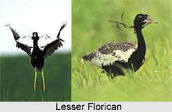 Lesser Florican, Indian Bird